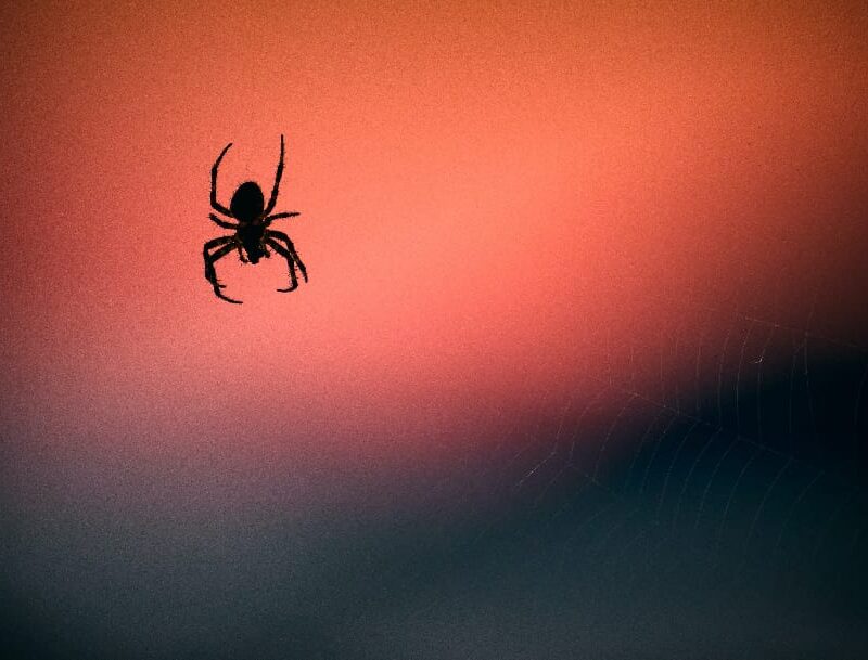 Conquering arachnophobia - List of phobias includes fear of spiders. Controlled exposure therapy promotes resilience and empowerment.