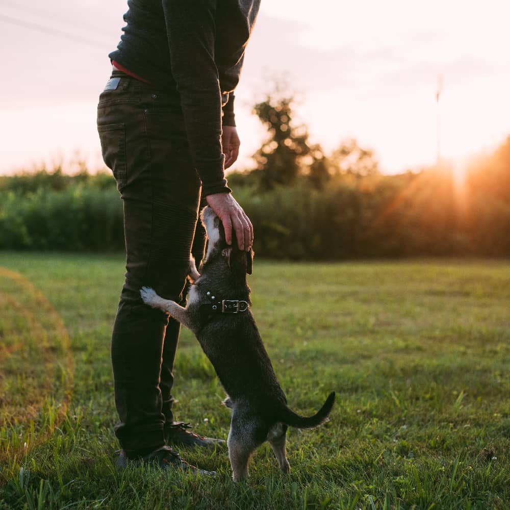 man playing with a lively puppy; this image represents the therapeutic benefits and results of long-term mental health programs.